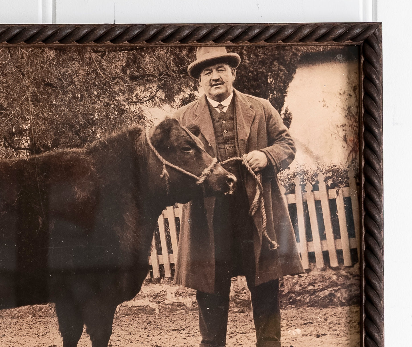 "Prize Bull" Framed Print