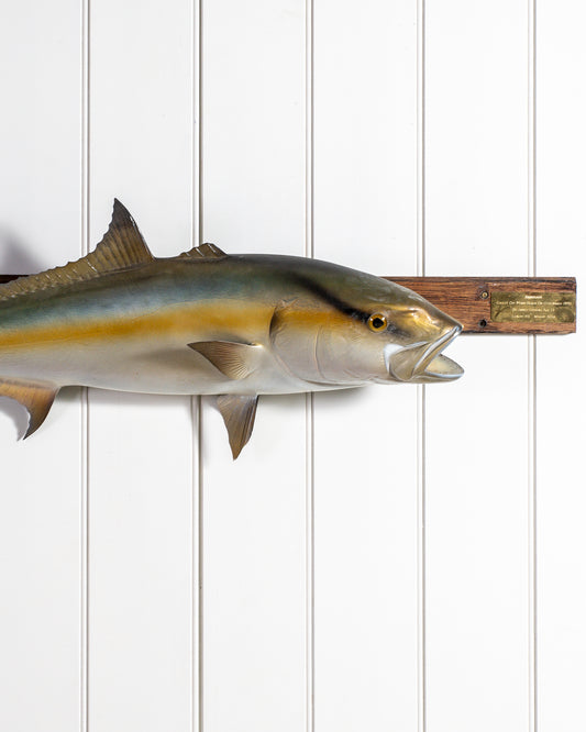 Large Amberjack Model