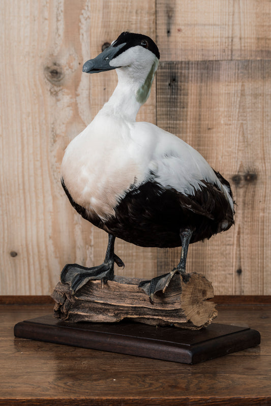 A pair of Eider Ducks