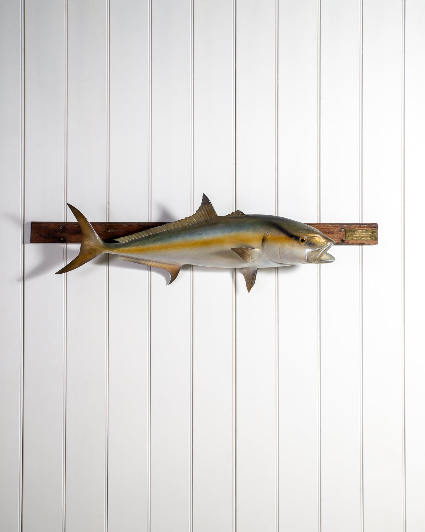 Large Amberjack Model