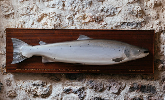 River Feugh Mounted Salmon Trophy