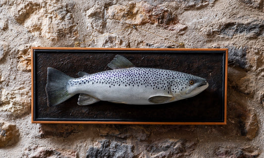 Decorative Trout on Board