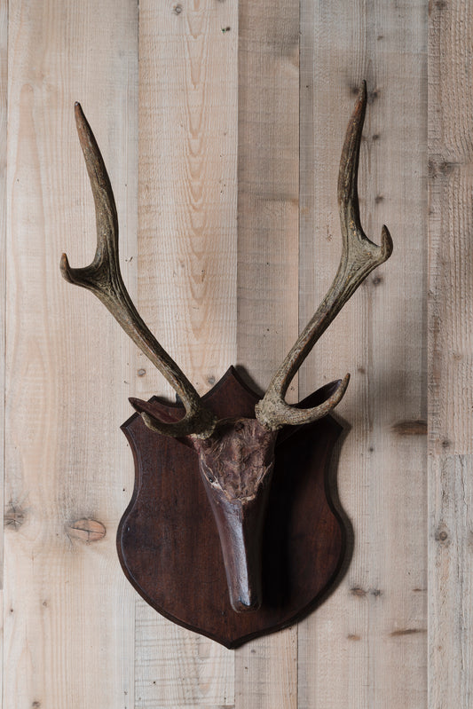 Carved Folk Art Stag Head