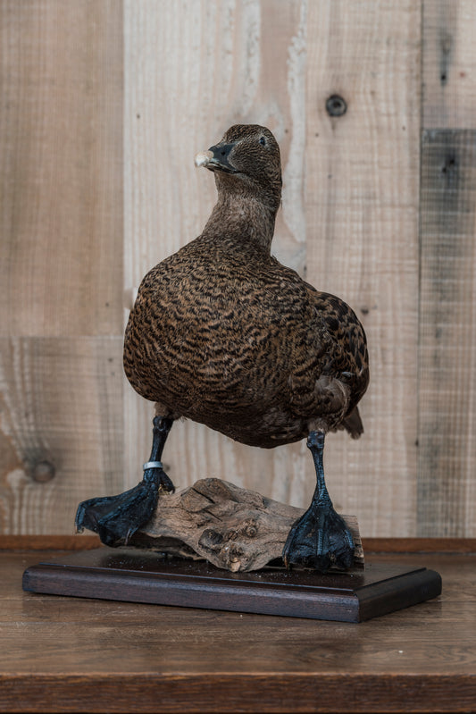 A pair of Eider Ducks