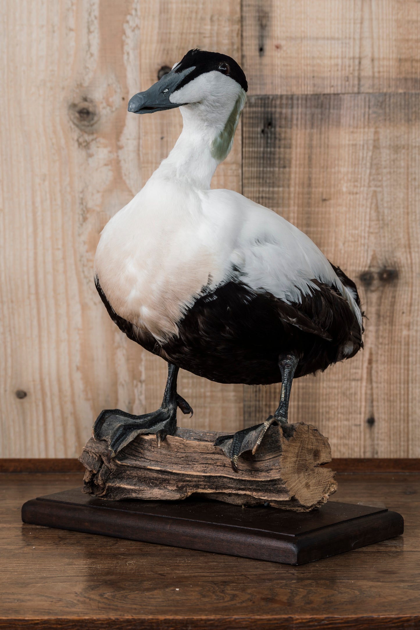 A pair of Eider Ducks