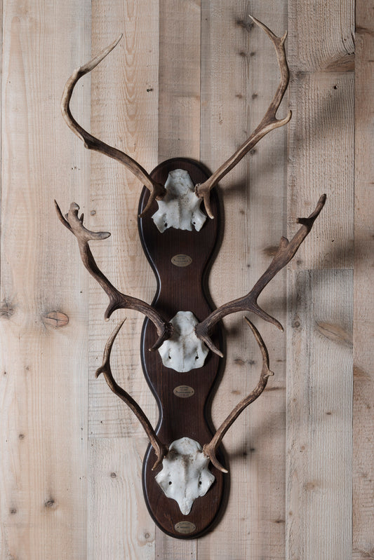 A Set of Three Hanging Antlers