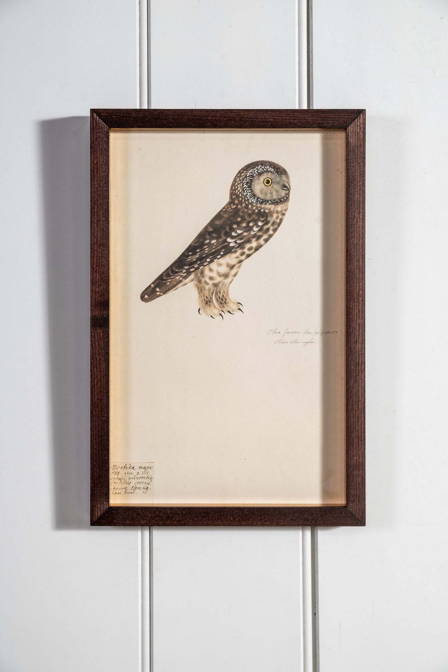 Collection of Antique Owl Lithographs