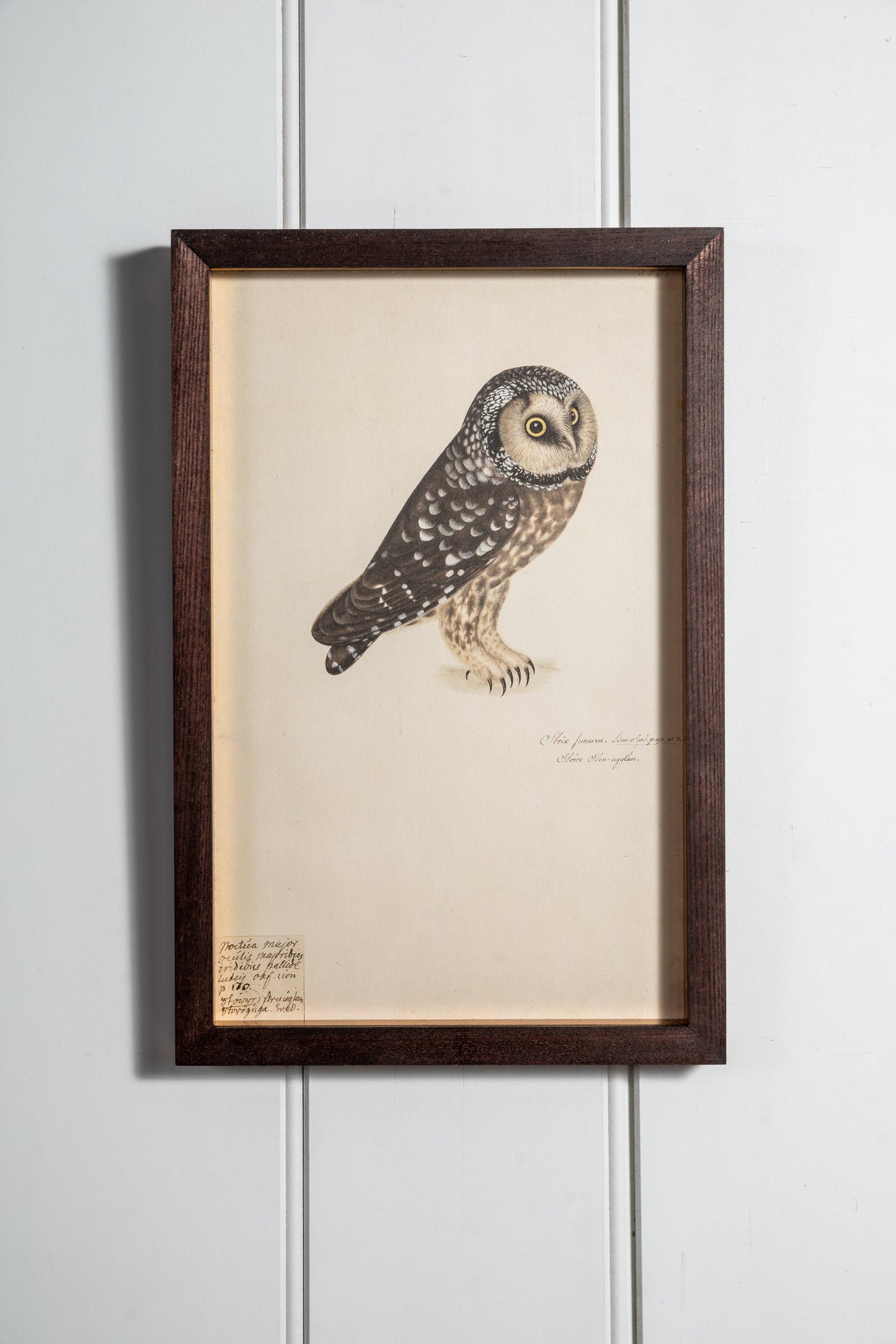 Collection of Antique Owl Lithographs