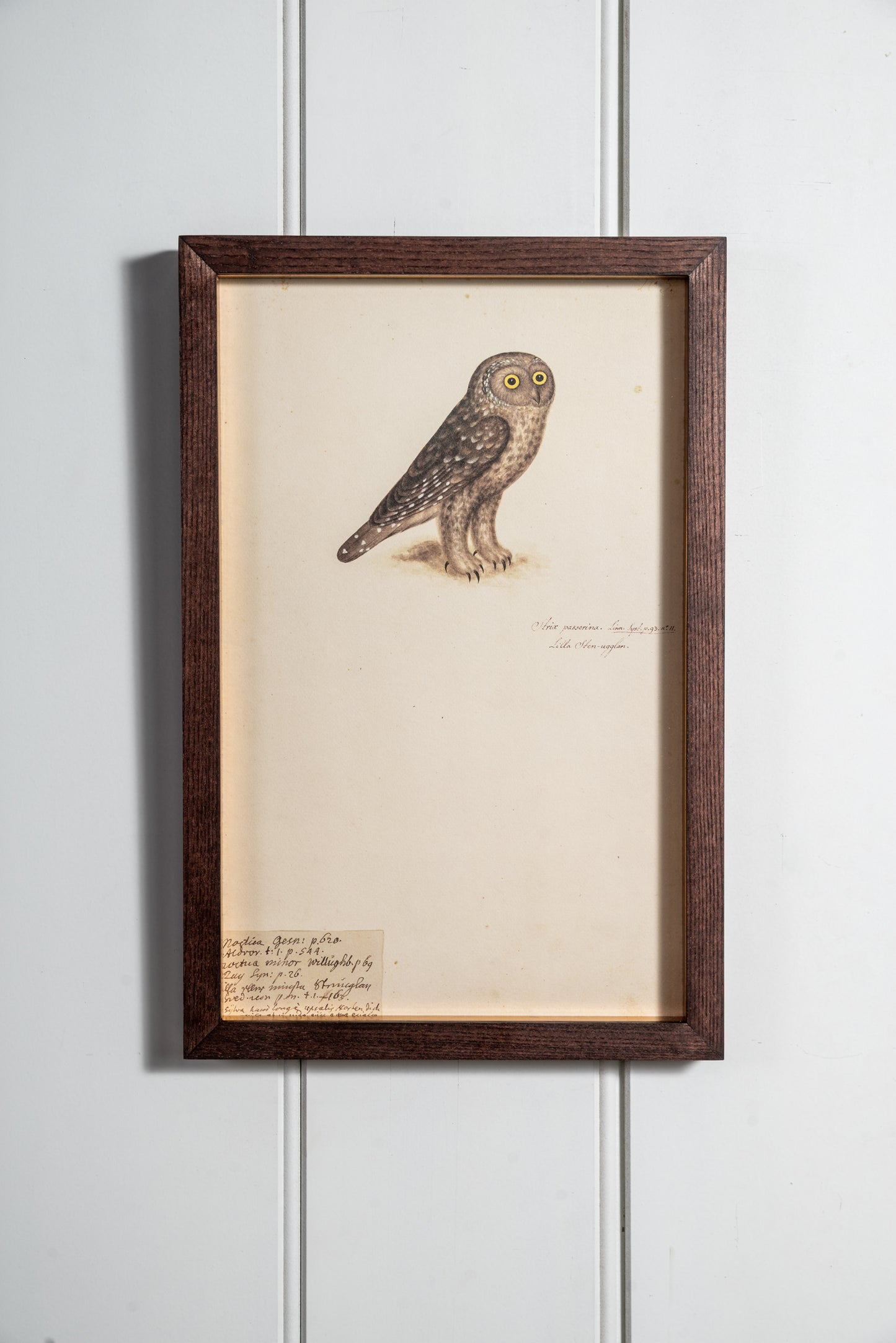 Collection of Antique Owl Lithographs