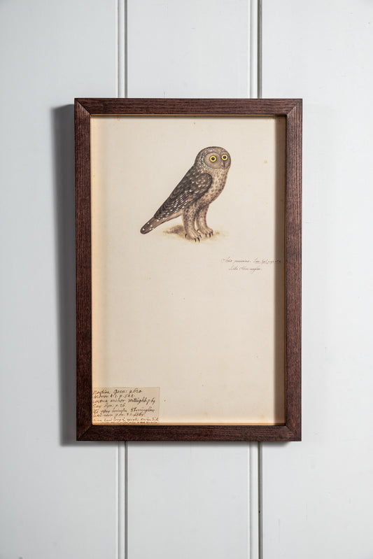 Collection of Antique Owl Lithographs