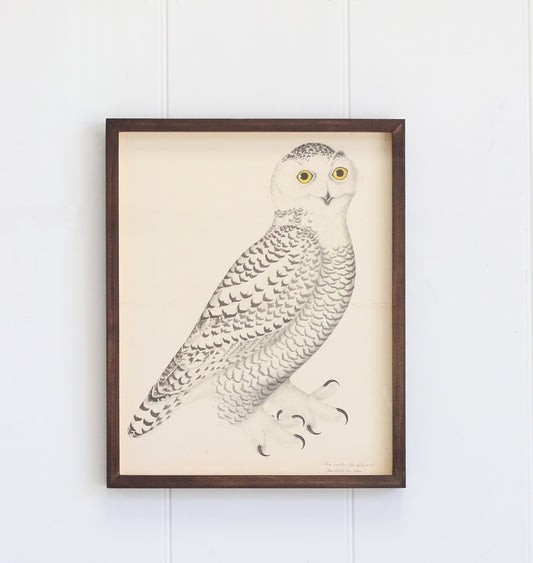 Antique Lithograph of an Owl