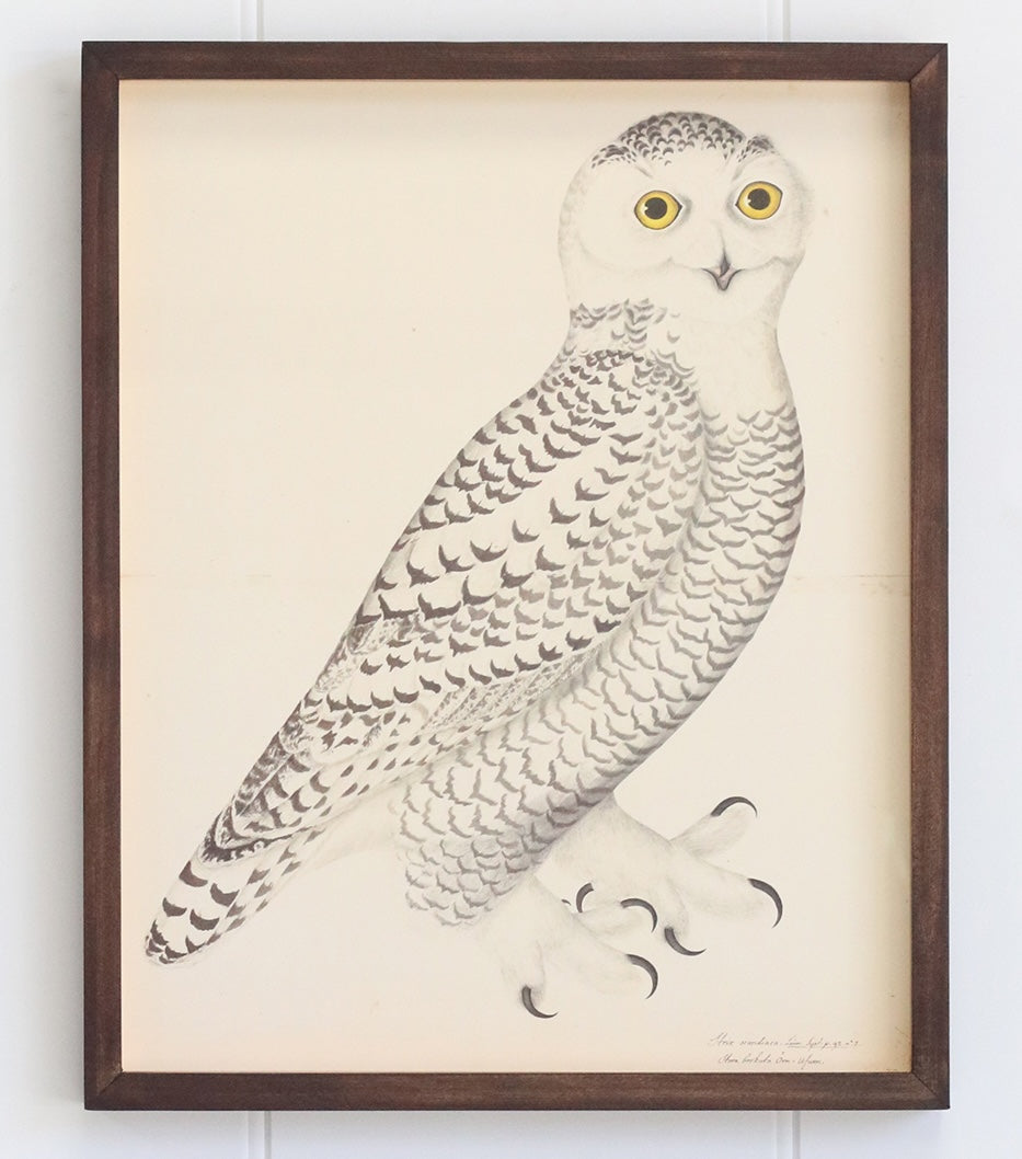 Antique Lithograph of an Owl