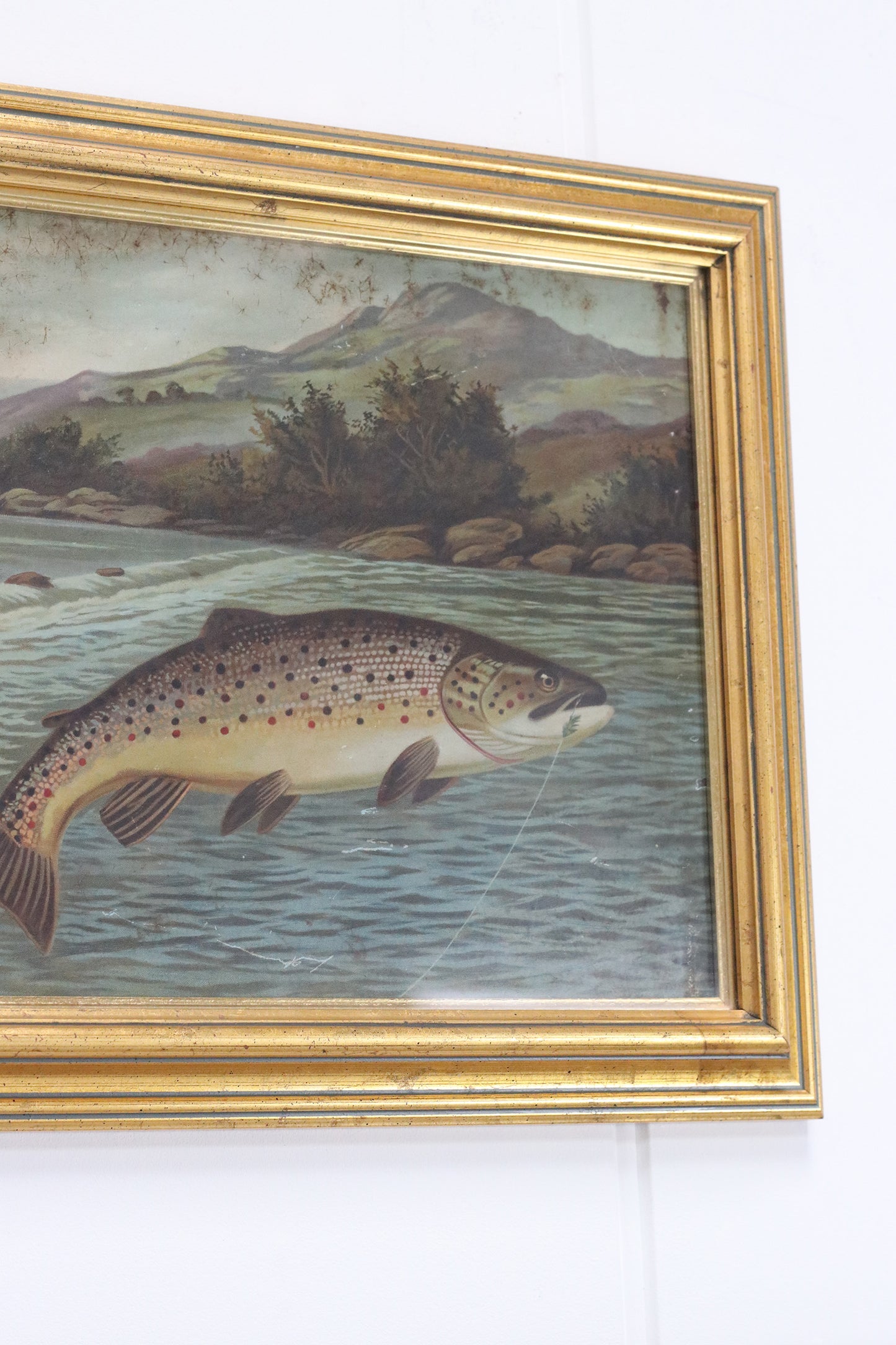 Leaping Brown Trout