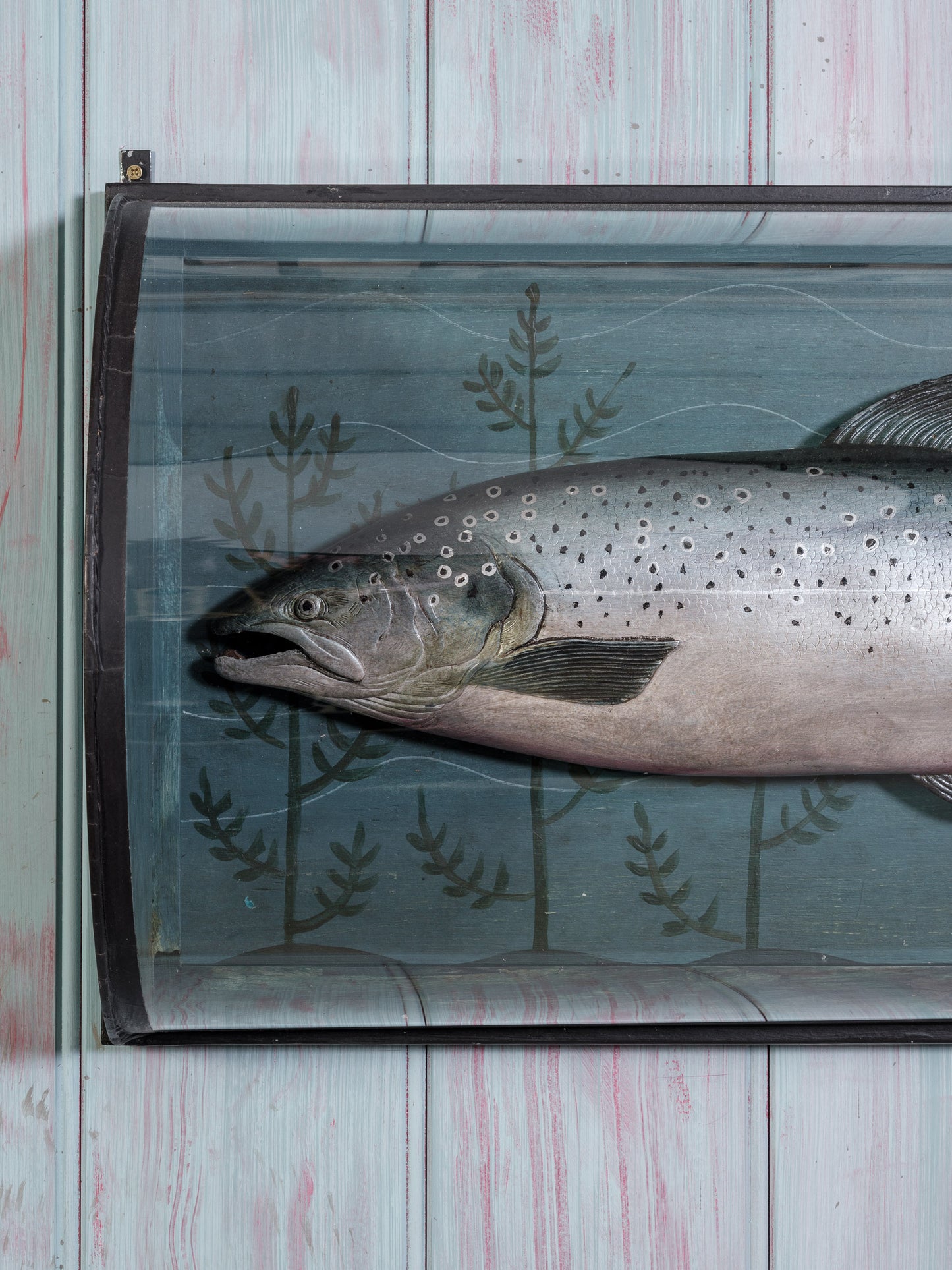 Decorative Cased Salmon