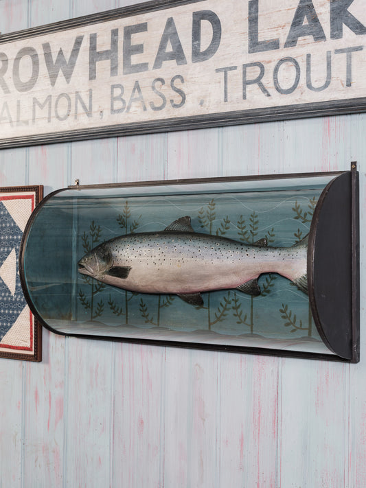 Decorative Cased Salmon
