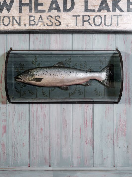 Decorative Cased Salmon