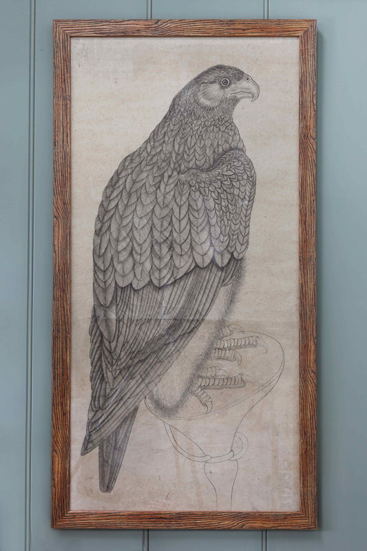 Framed Drawing of an Eagle